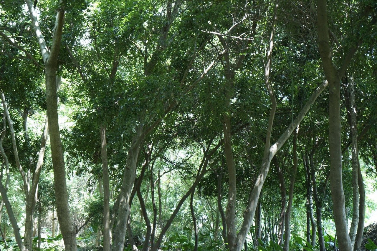木的基本|台灣原生種 闊葉樹